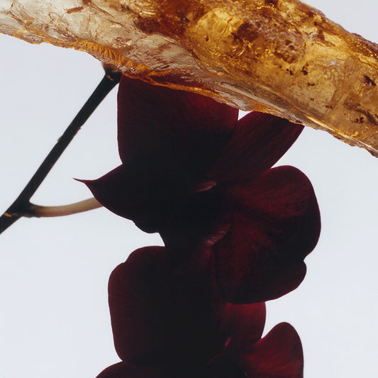 Dark Amber & Ginger Lily Body Creme