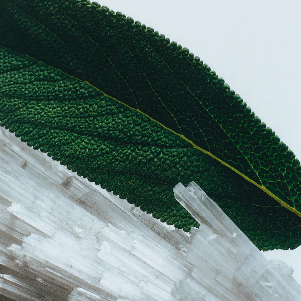 Wood Sage & Sea Salt Body & Hand Lotion