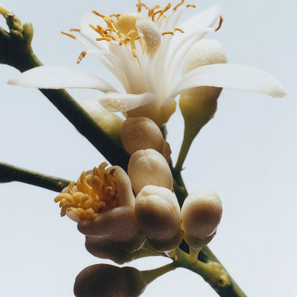 Orange Blossom Body & Hand Lotion
