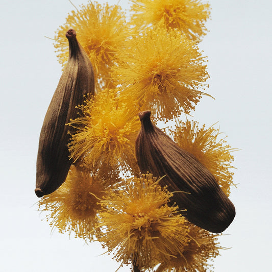 Mimosa & Cardamom Cologne