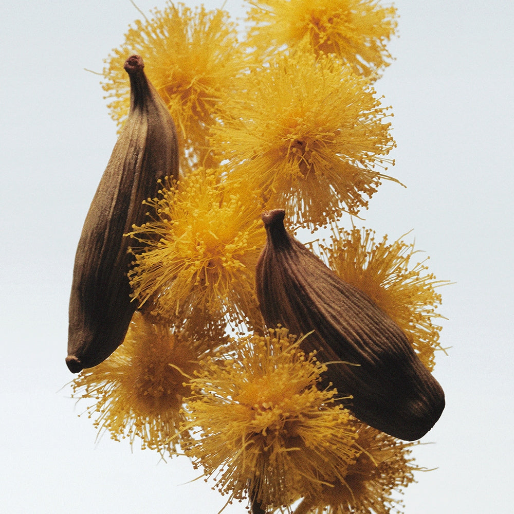 Mimosa & Cardamom Body Creme