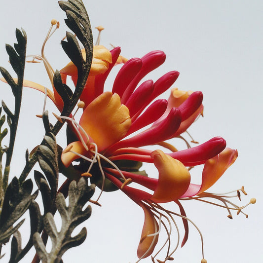 Honeysuckle & Davana Scented Candle