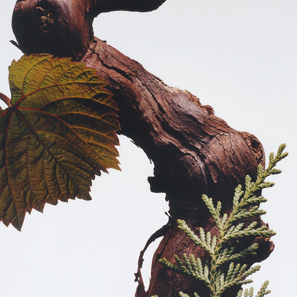 Cypress & Grapevine Body & Hand Wash