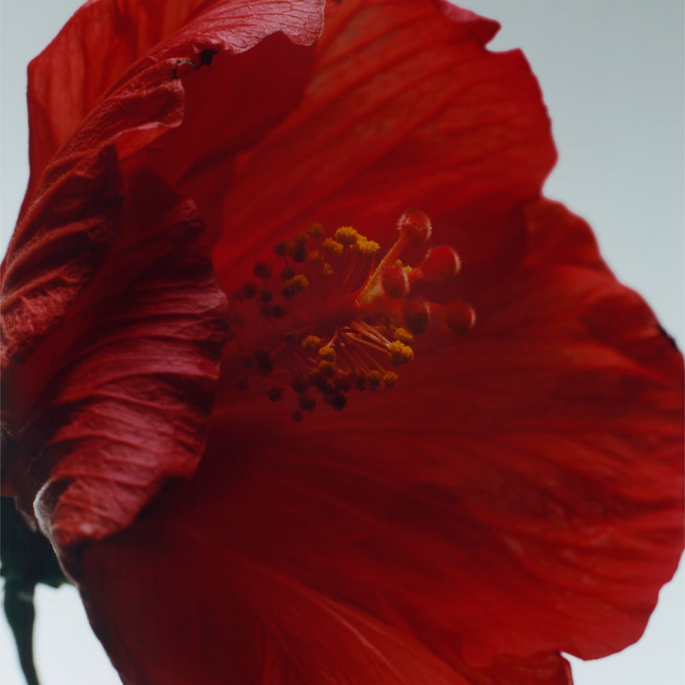 Red Hibiscus Cologne Intense